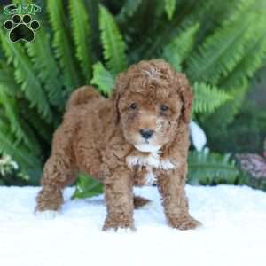 Dallas, Mini Goldendoodle Puppy
